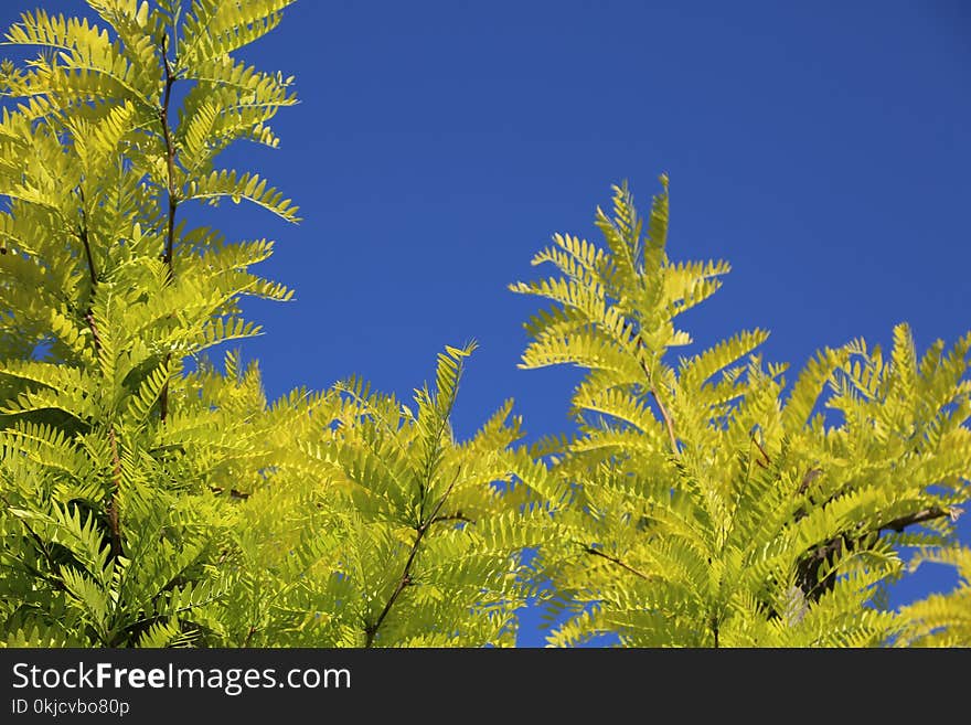 Sky, Vegetation, Tree, Leaf