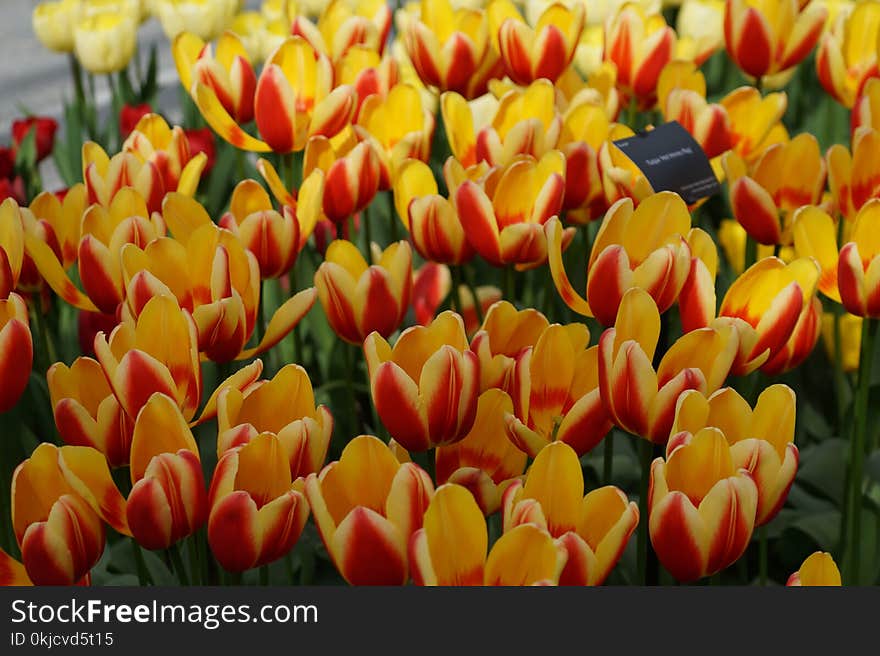 Flower, Plant, Flowering Plant, Yellow