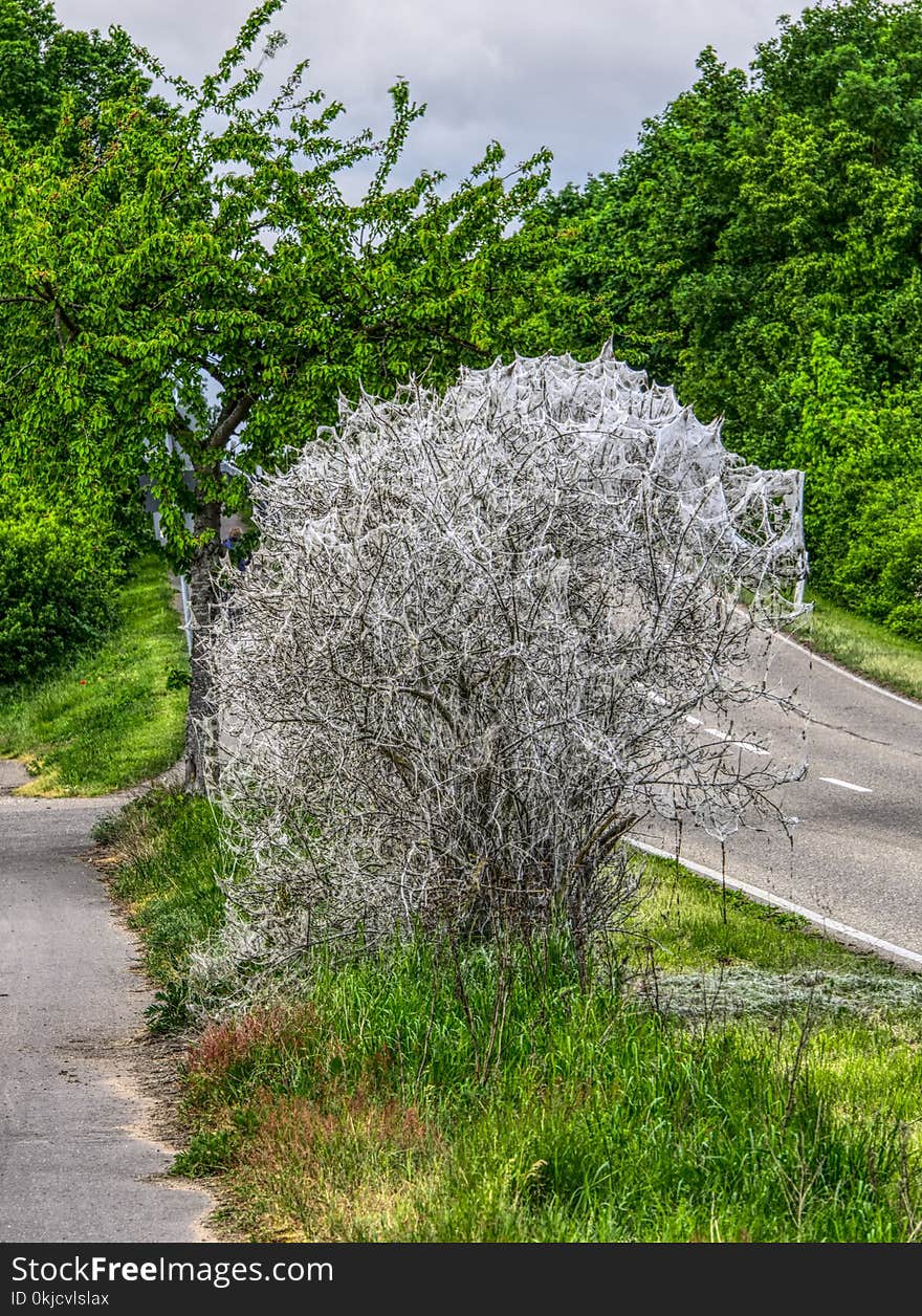 Plant, Tree, Vegetation, Flower