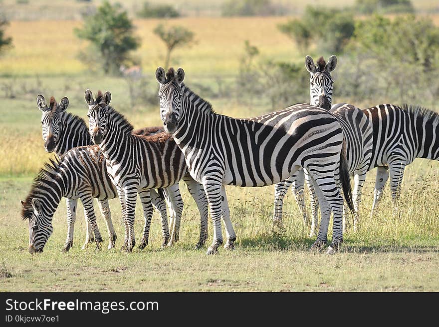 Wildlife, Terrestrial Animal, Zebra, Grassland