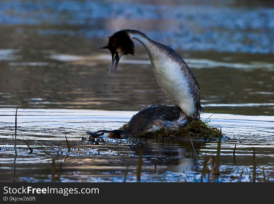 Bird, Fauna, Water, Wildlife