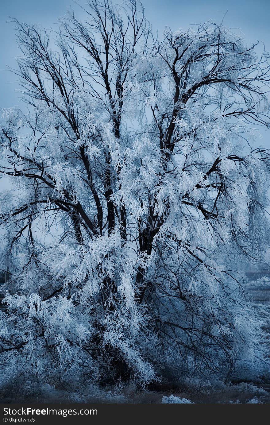 Tree Covered In Ice - Blue