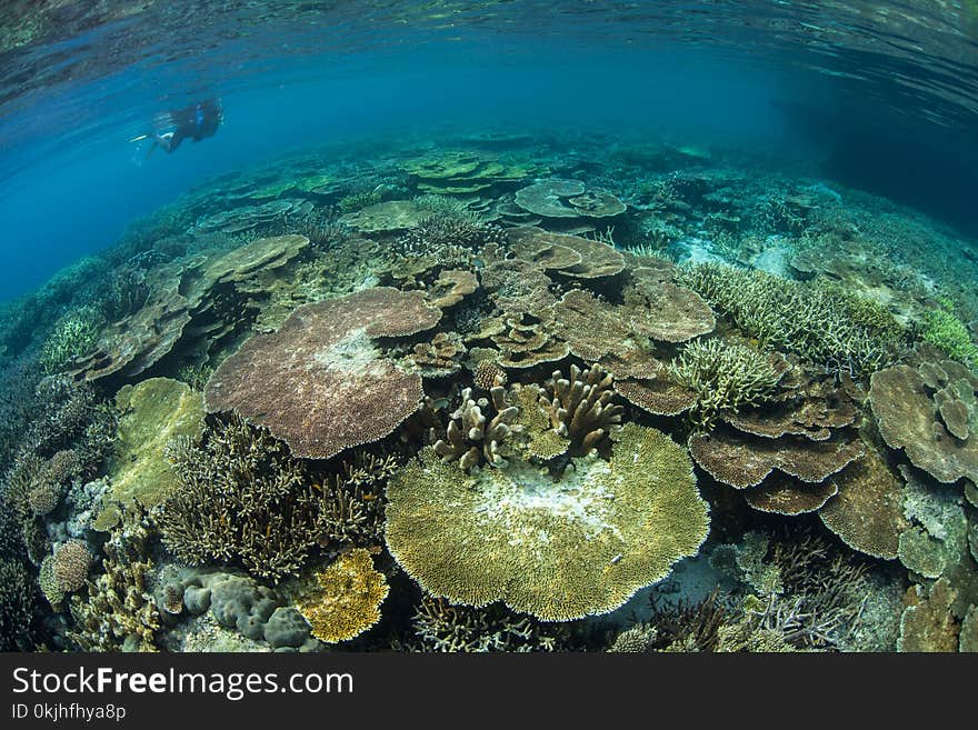 Beautiful reef-building corals grow on a shallow reef in Raja Ampat, Indonesia. This tropical region is known as the heart of the Coral Triangle due to its marine biodiversity. Beautiful reef-building corals grow on a shallow reef in Raja Ampat, Indonesia. This tropical region is known as the heart of the Coral Triangle due to its marine biodiversity.