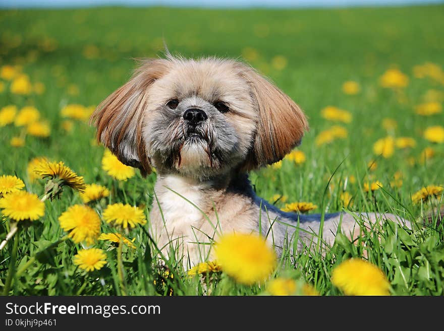 Small lhasa apso is lying in a field of dandelions. Small lhasa apso is lying in a field of dandelions