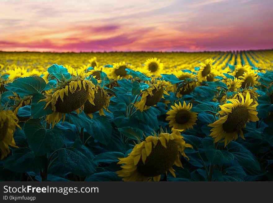 Sunflower Field In Sunset