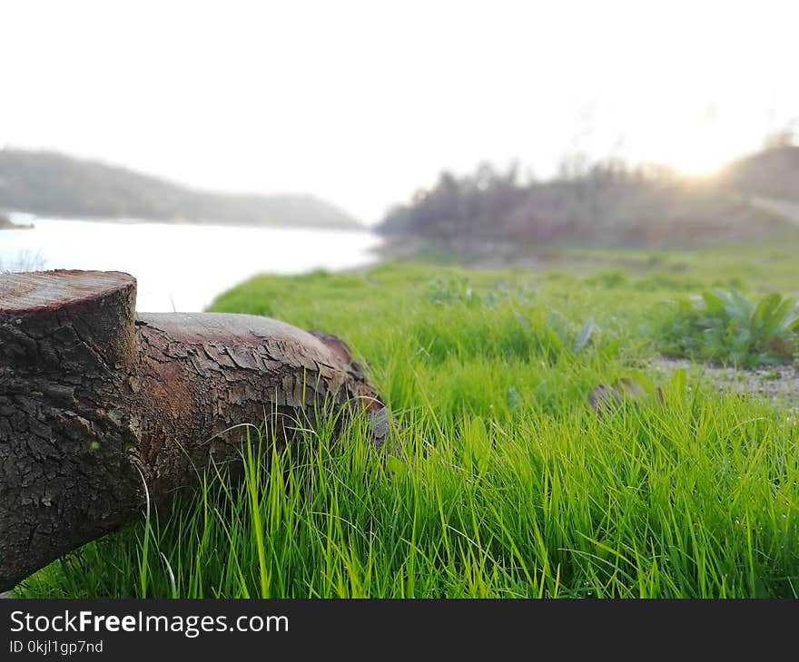 Selective Focus Photography of Brown Tree Trunk Near Green Grass Field