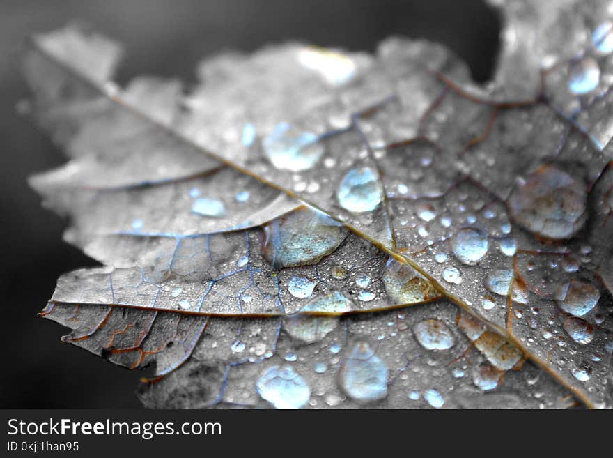 Close Up Photography of Water Dew on Brown Maple Leaf