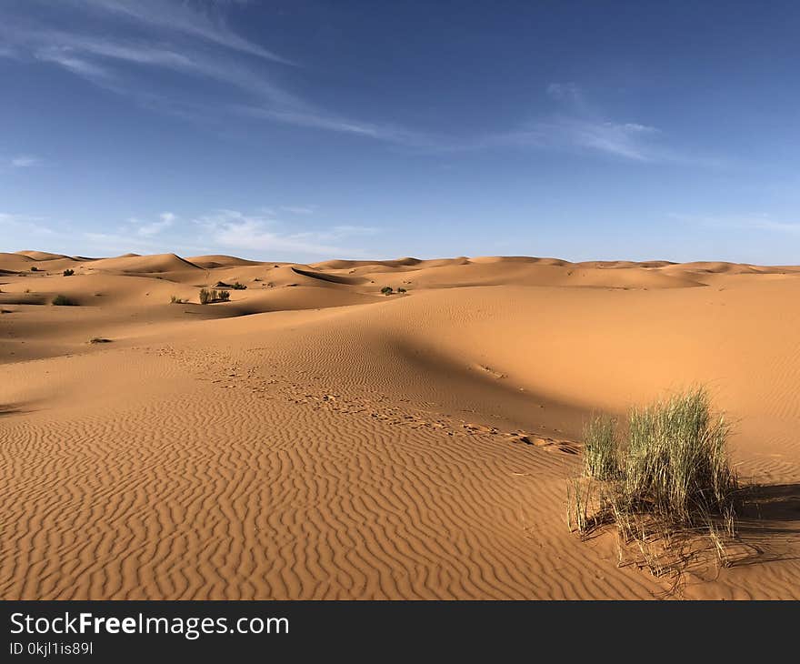 Green Grasses on Sahara Desert