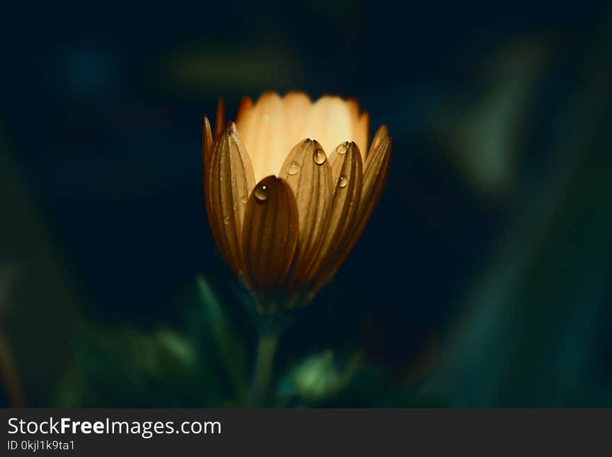 Yellow Daisy Flower in Closeup Photo