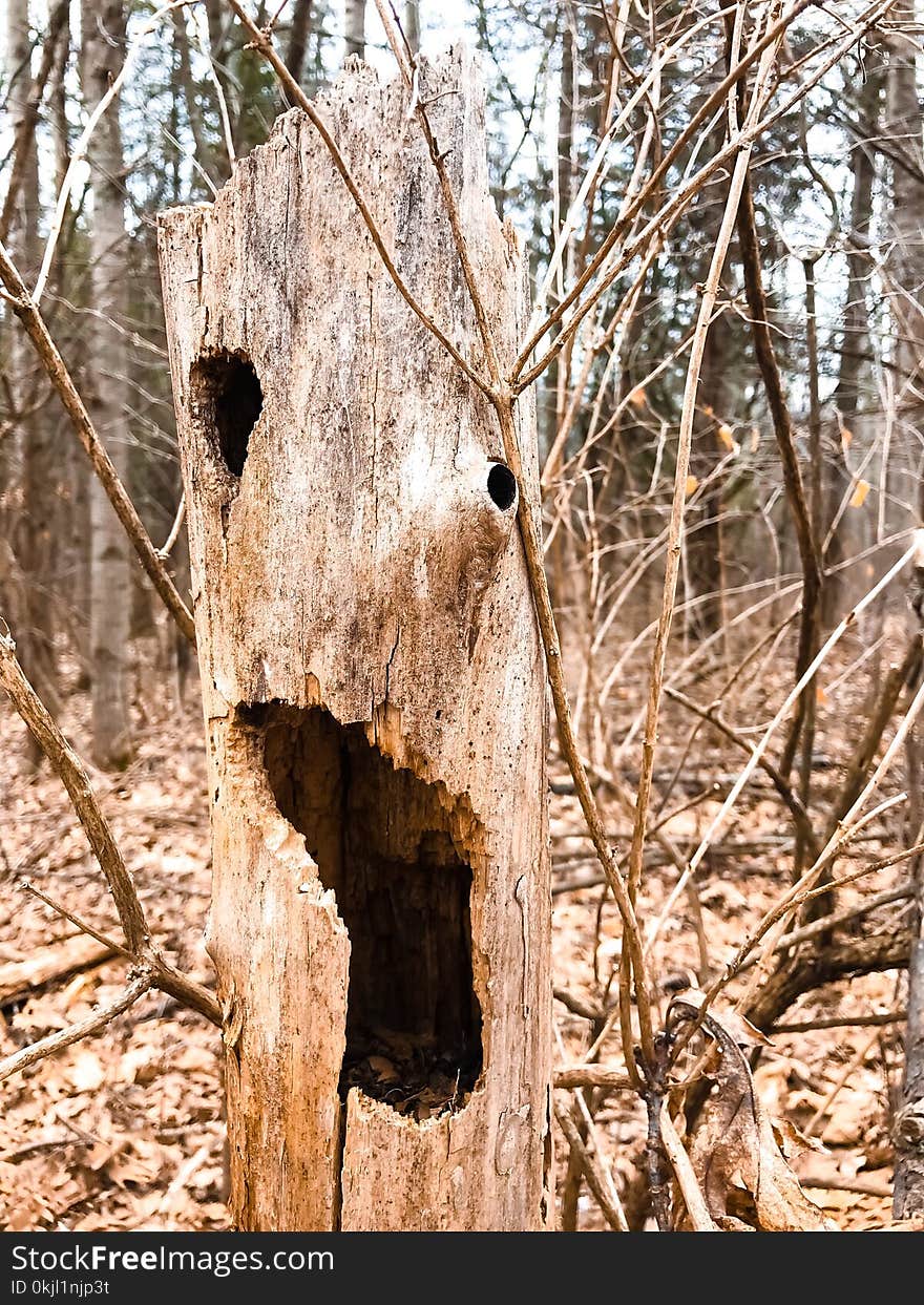 Close Up Photo of Brown Wooden Tree