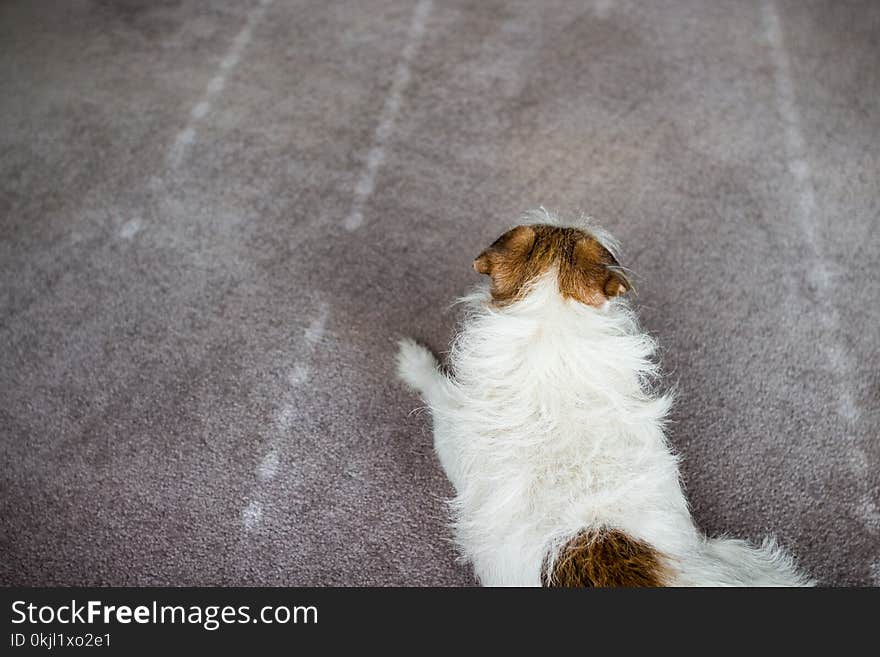 Medium-coated Tan and White Dog Prone Lying on Gray Floor