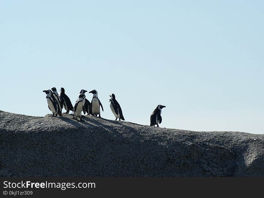 Flock of Penguins