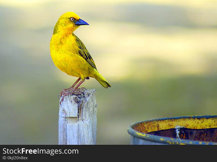 Focal Focus Photography of Perching Yellow and Blue Short-beak Bird