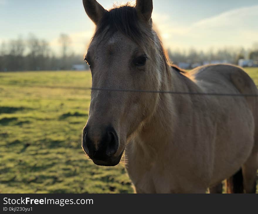 Adult Tan Horse