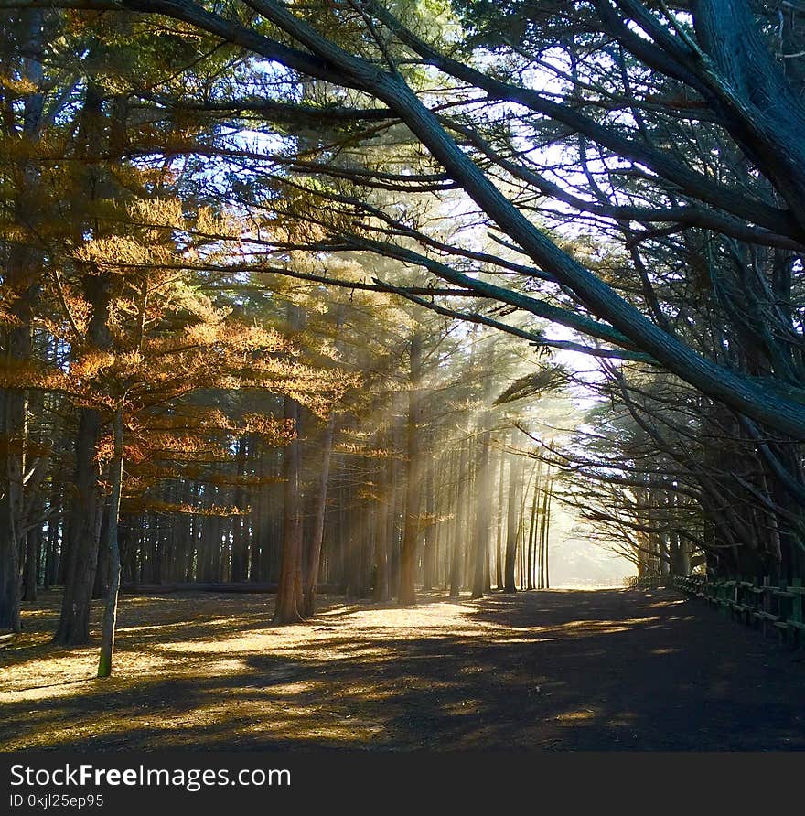 Photo of Crepuscular Rays Through Trees