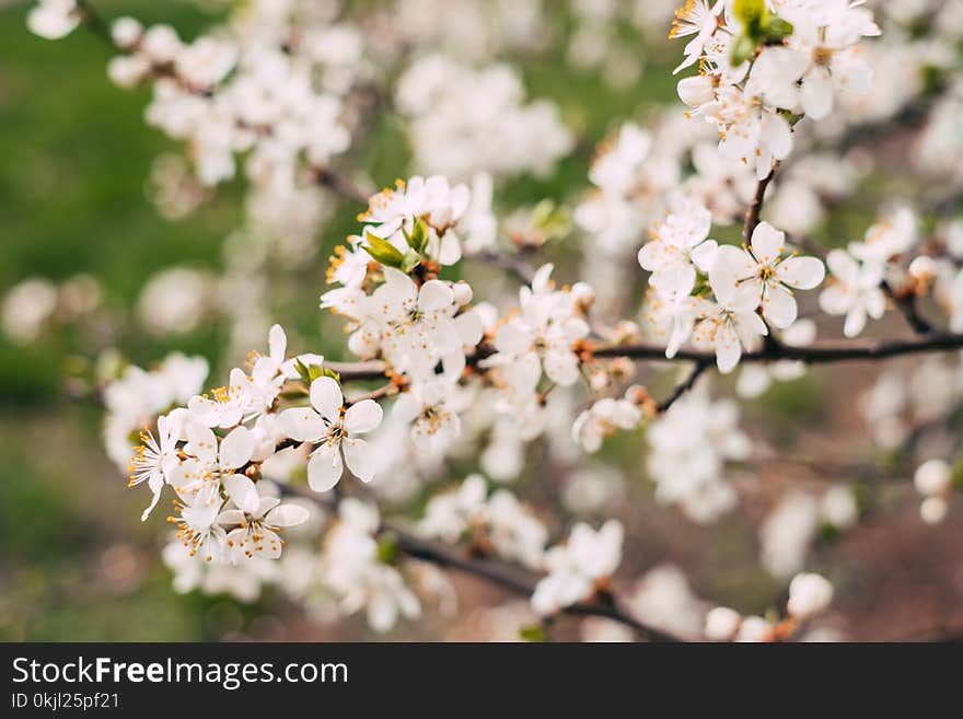 White Cherry Blossoms in Bloom