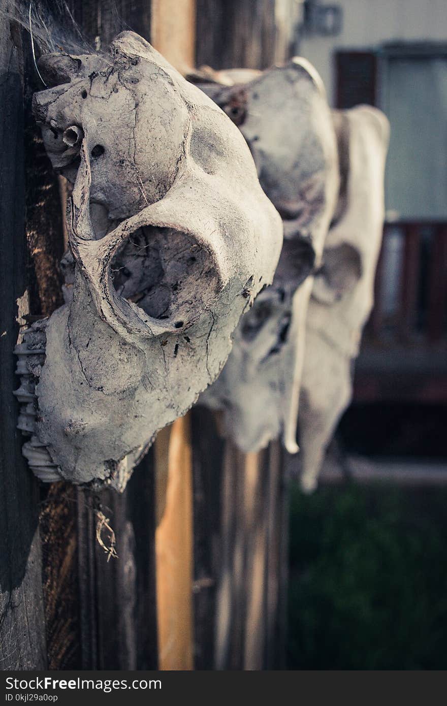 Three Gray Animal Skulls