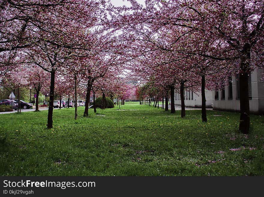 Pink Leafed Trees on Green Grass Field