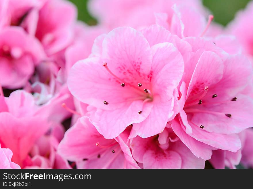 Pink Petaled Flowers