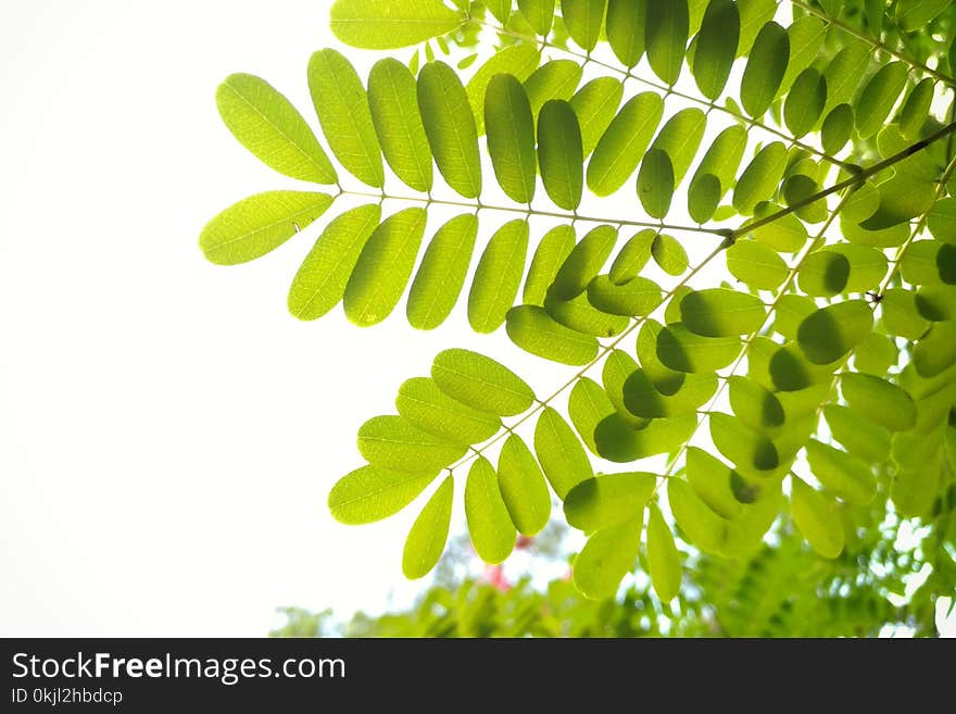 Green Leafed Leaves