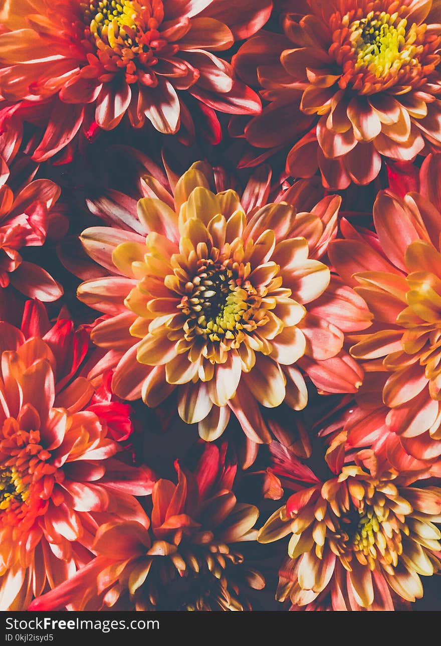 Orange Chrysanthemum Flowers in Closeup Photo