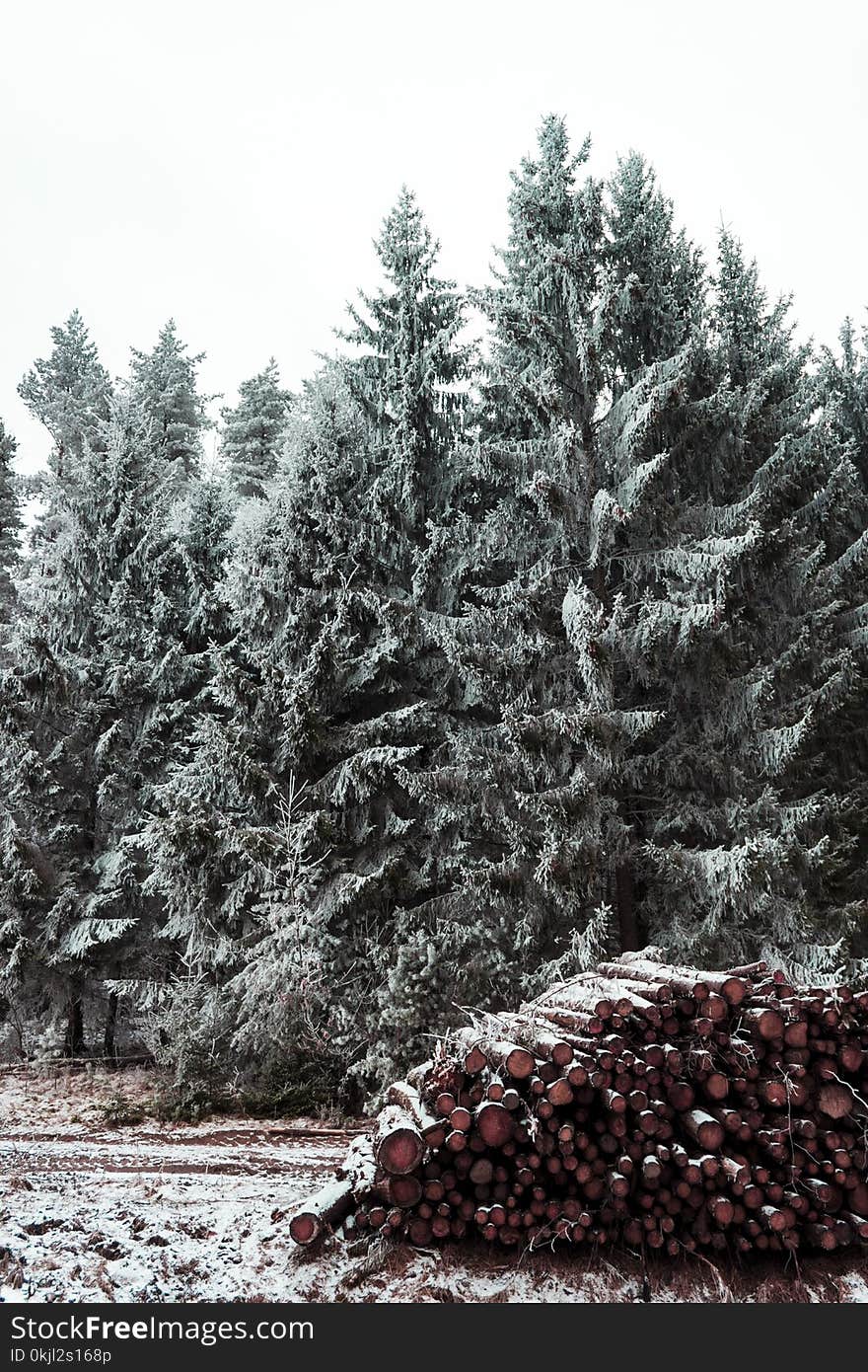 Snow Covered Pine Trees