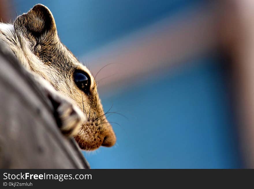 Grey Rodent Head