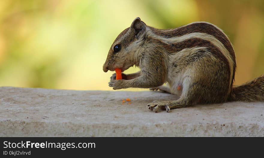 Closeup Photo of Gray Squirrel