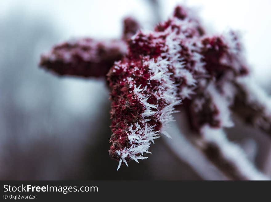 Shallow Focus Photography of Red Plant