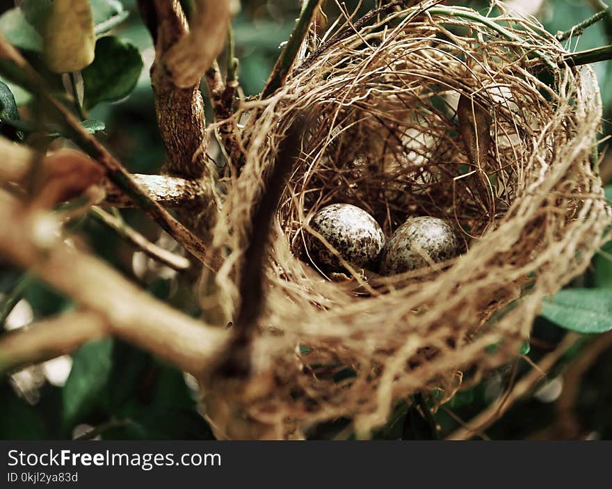 Tilt Shift Photo of Two White Bird Eggs on a Nest