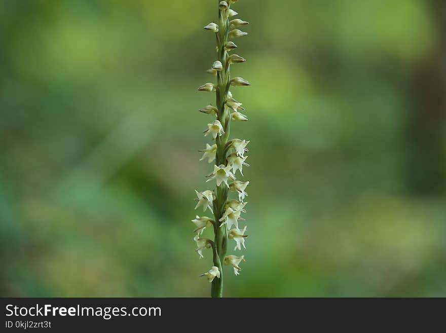 White Spike Flowers Selective-focus Photo