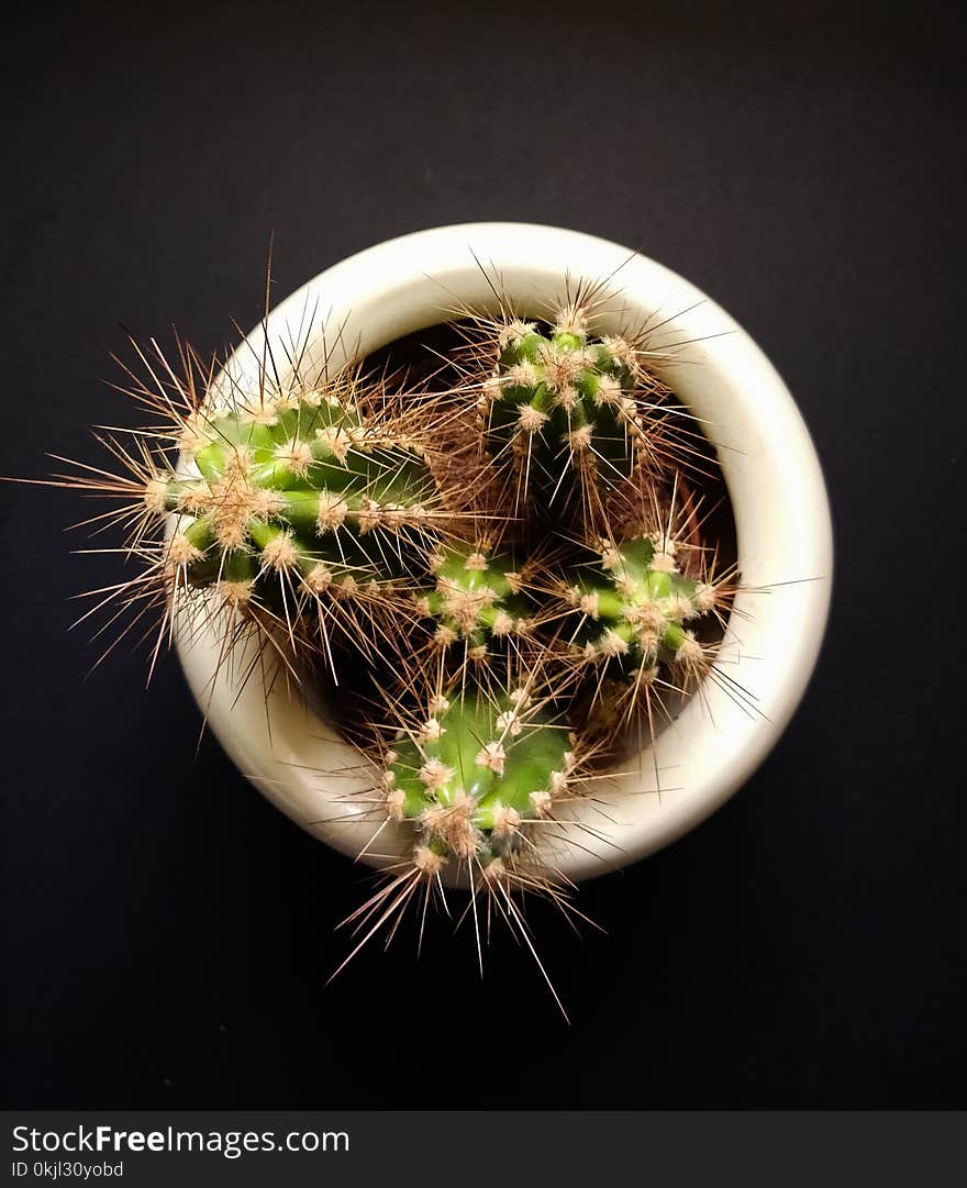 Green Cactus in White Pot