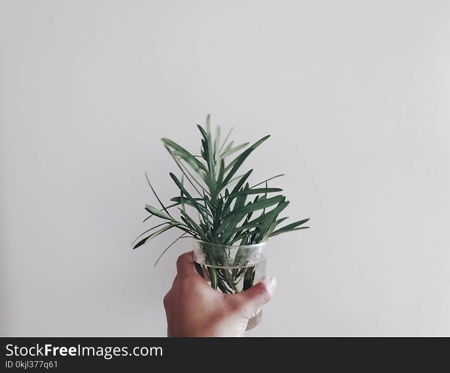 Person Holding Green Leaf Plant