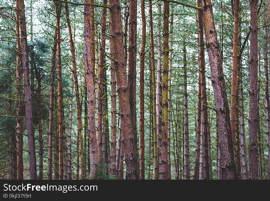 Tree Trunks With Green Leaves