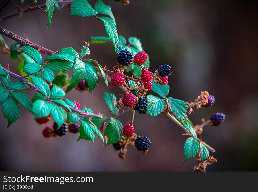 Red Raspberries