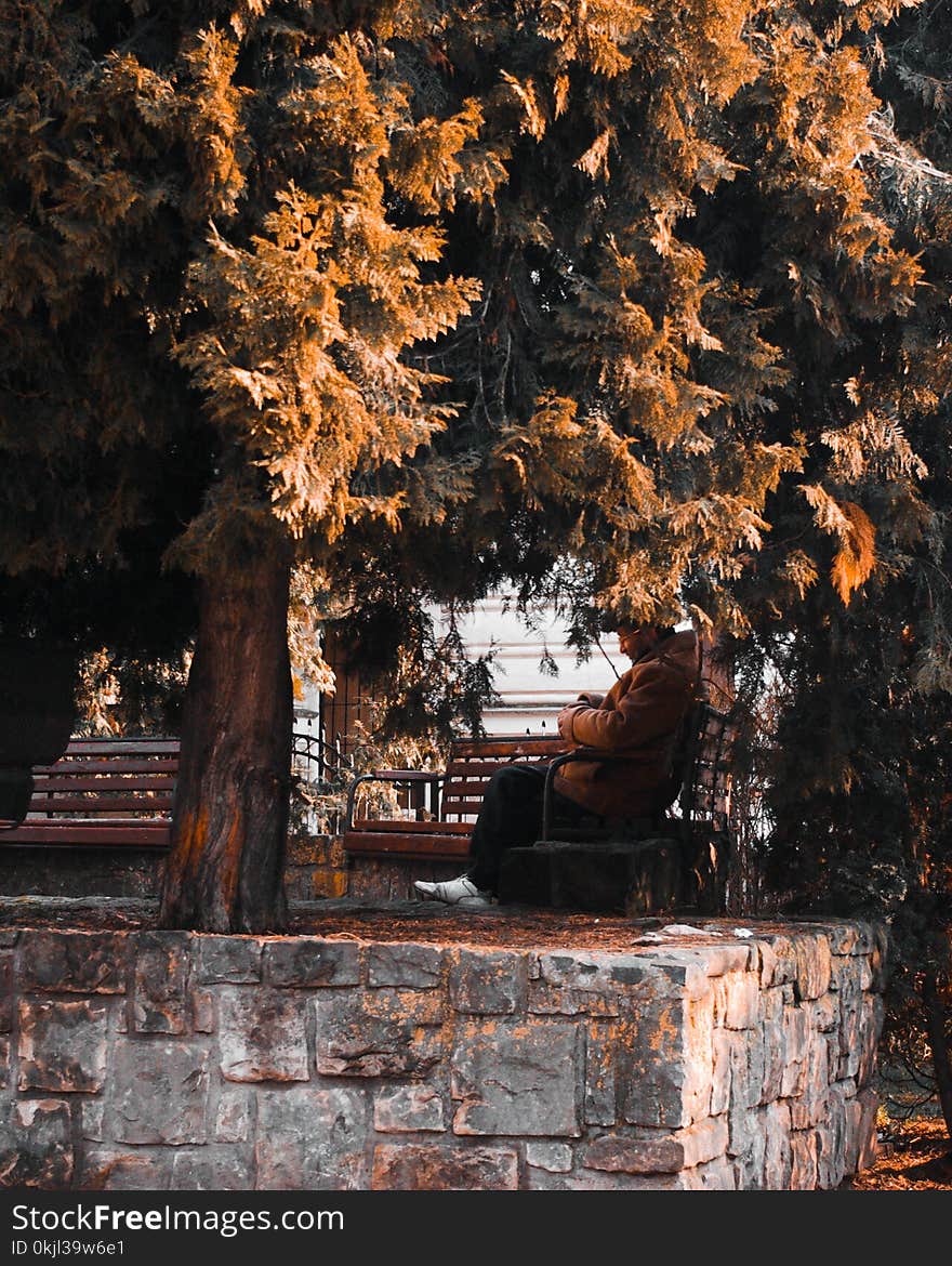 Person in Beige Jacket Sitting on Outdoor Bench Near Tree