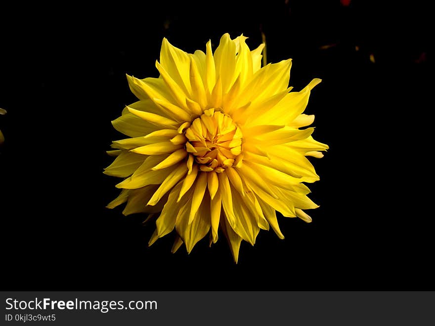 Close Up Photo of Yellow Clustered Flower