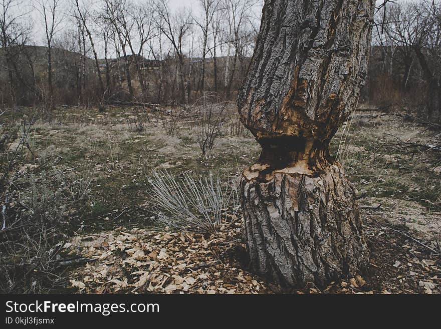 Photo of Brown Tree Trunk