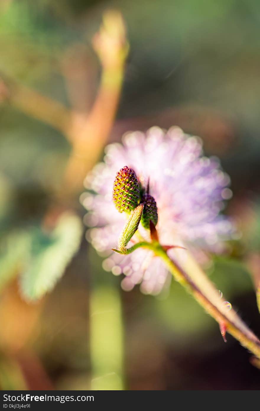 Selective Focus Photo Fo Pine Cone