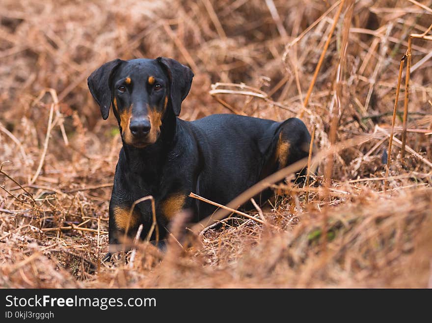 Short-coated Black and Brown Dog on Brown Grass Field