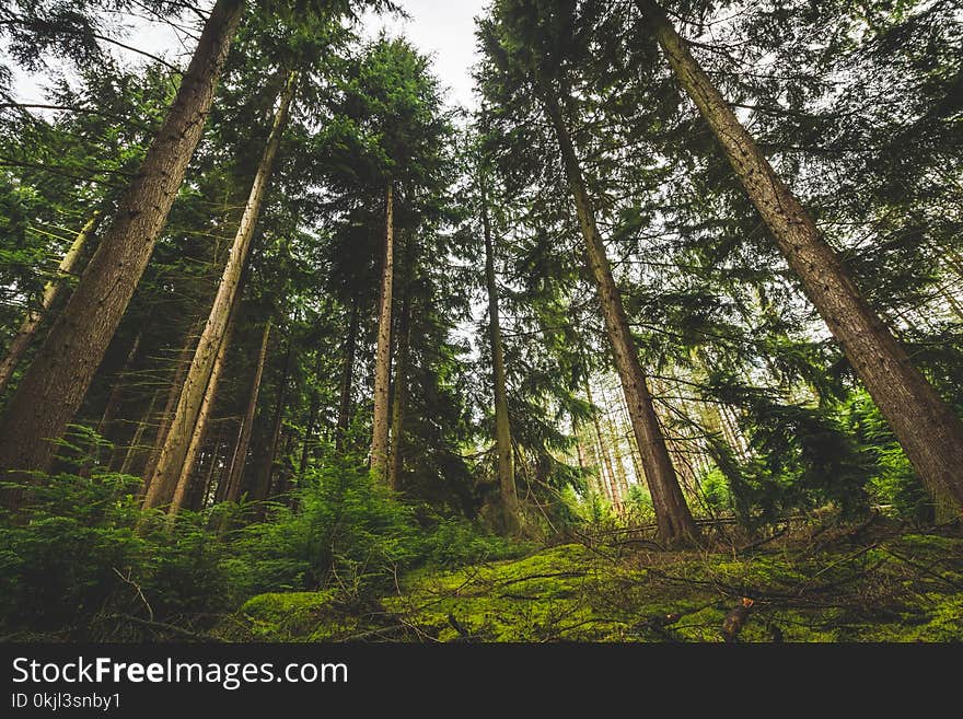 Low Angle View of Trees on Forest