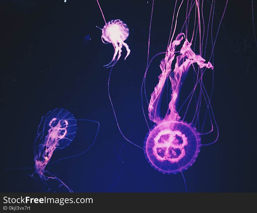 Pink Jellyfishes