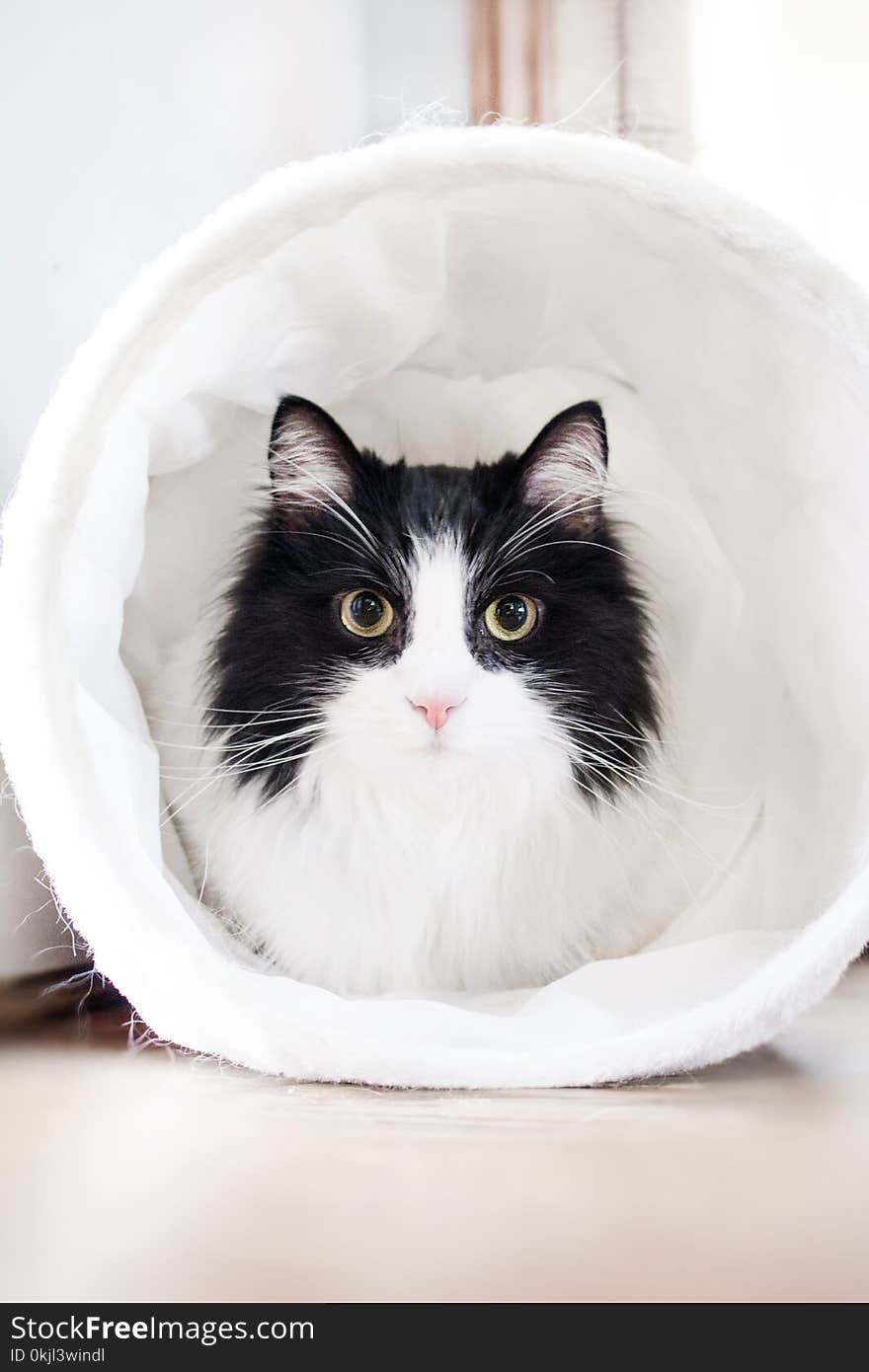 White and Black Cat Inside White Textile