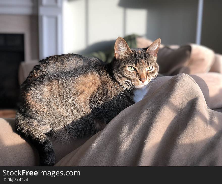 Brown Tabby Cat on Beige Textile