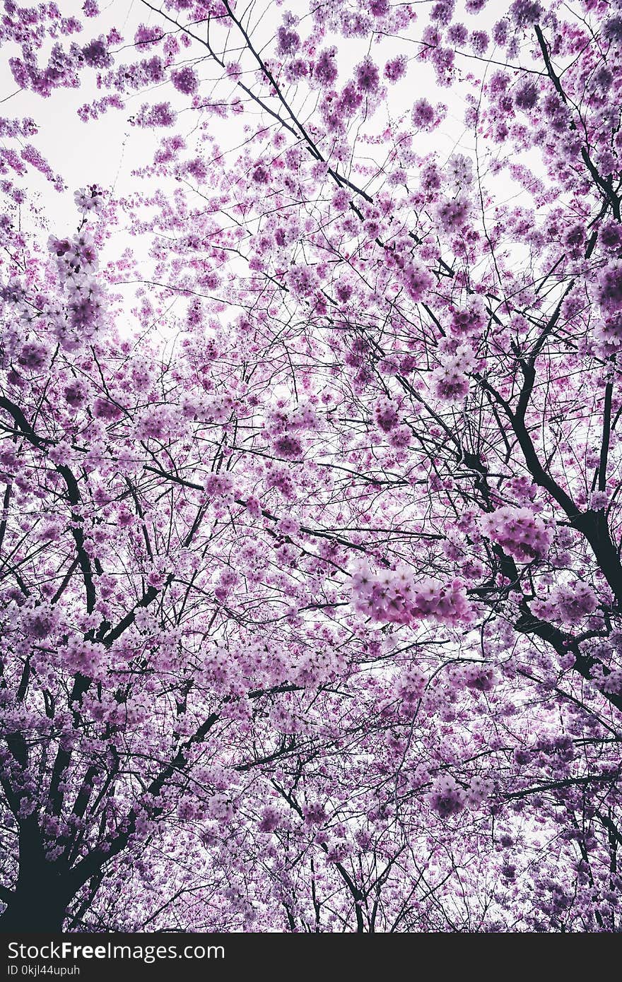 Cherry Blossom Trees