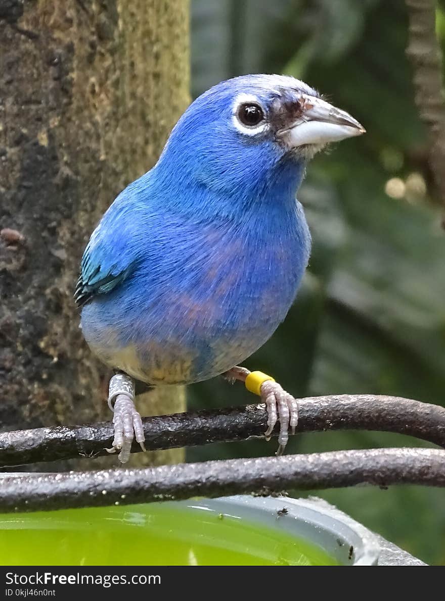 Blue Bird Perched on Black Metal Rod