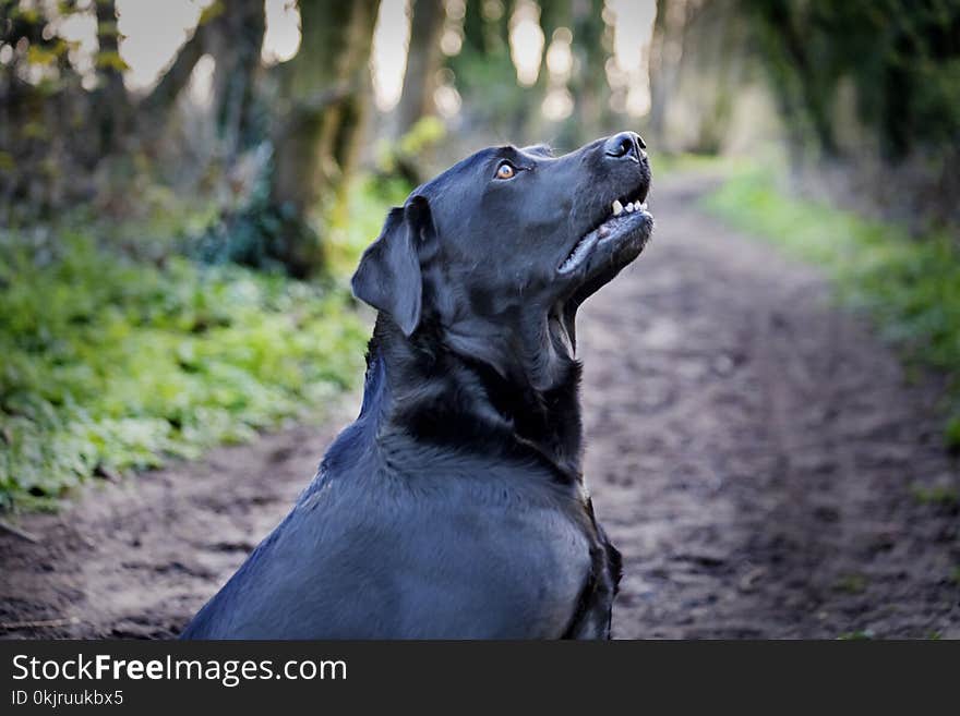 Beautiful black labrador dog on a walk in the woods or forest on a dirt track or path in the UK