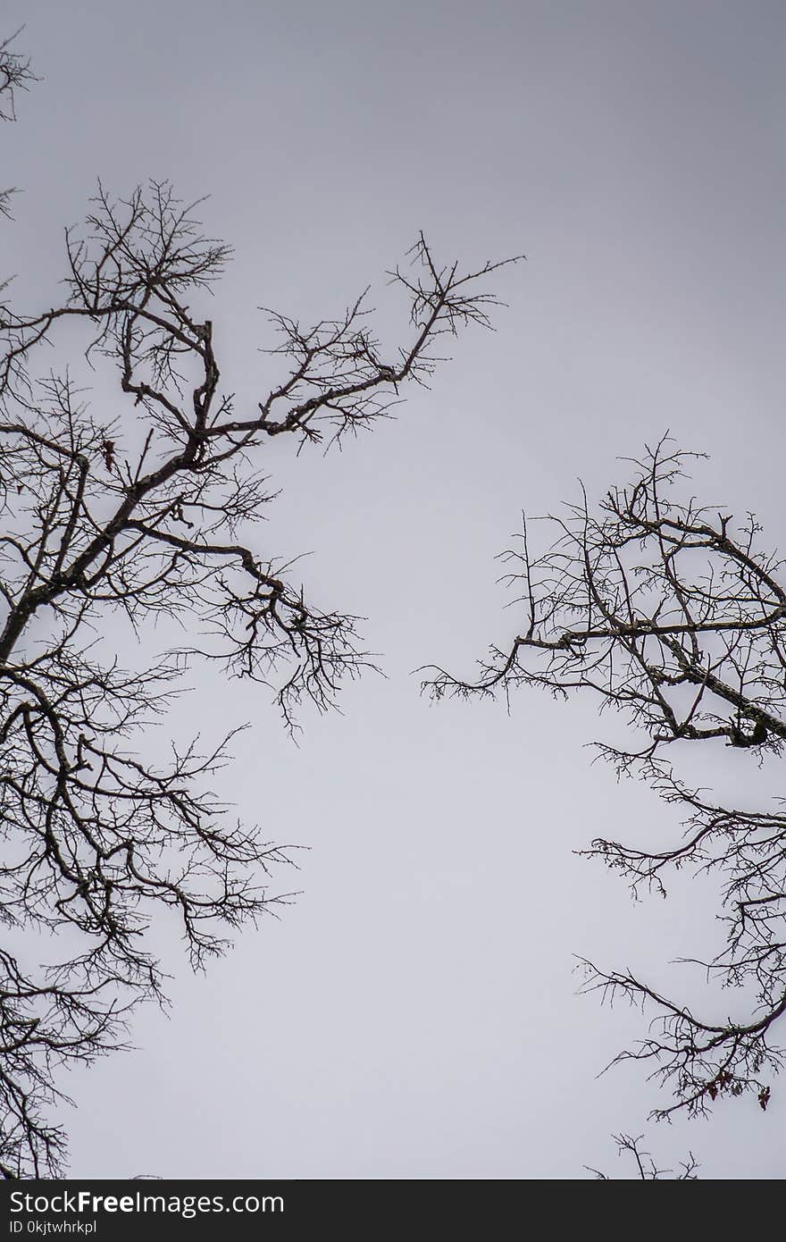 Crooked dark branches of winter trees without leaves in the city park. Crooked dark branches of winter trees without leaves in the city park.