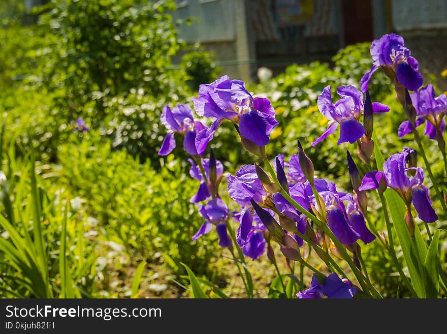 Blooming purple iris flowers, sunny spring day.