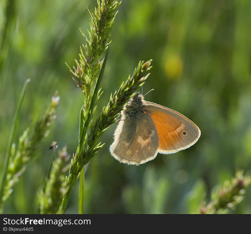 Coenonympha tullia